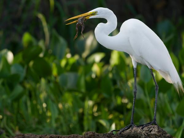 Grote zilverreiger (Ardea alba)